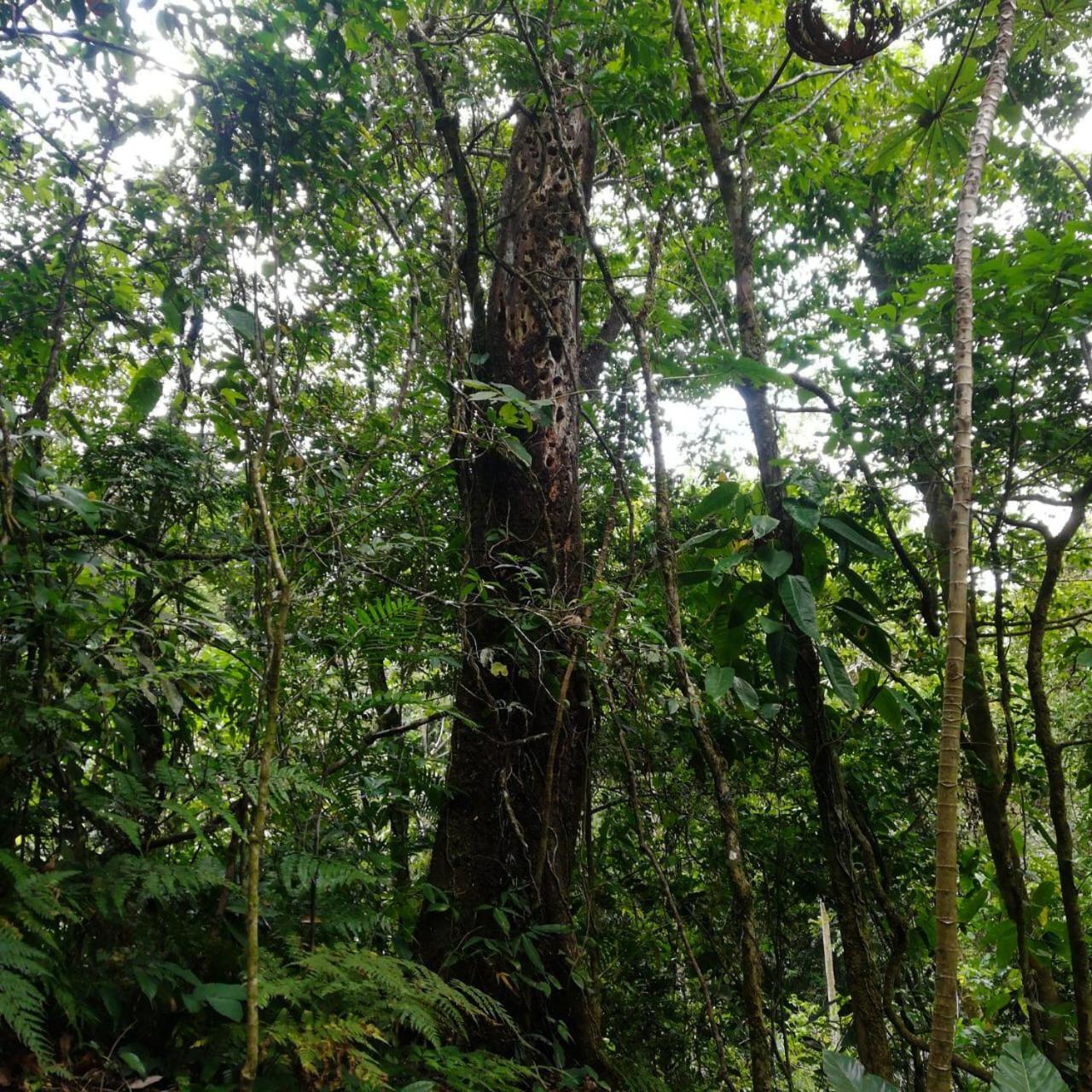 Vila Casa Urraca, Magnifica Vista Al Oceano Pacifico Monteverde Exteriér fotografie